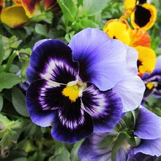 Viola Flower Seeds