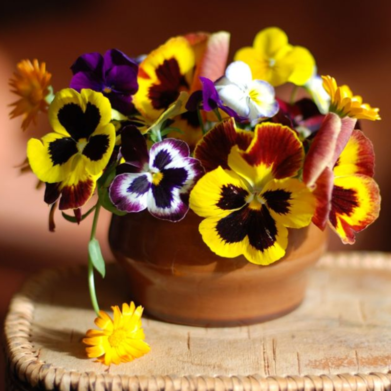 Wavy Viola Tricolor Flower Seeds