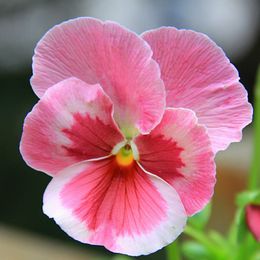 Pink Pansy Viola Flower Seeds