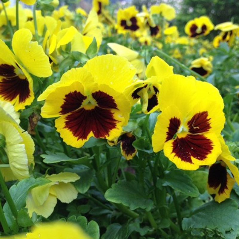 Yellow Maroon Mix Wavy Viola Flower Seeds