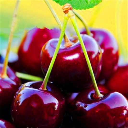 Dwarf Cherry Tree Seeds