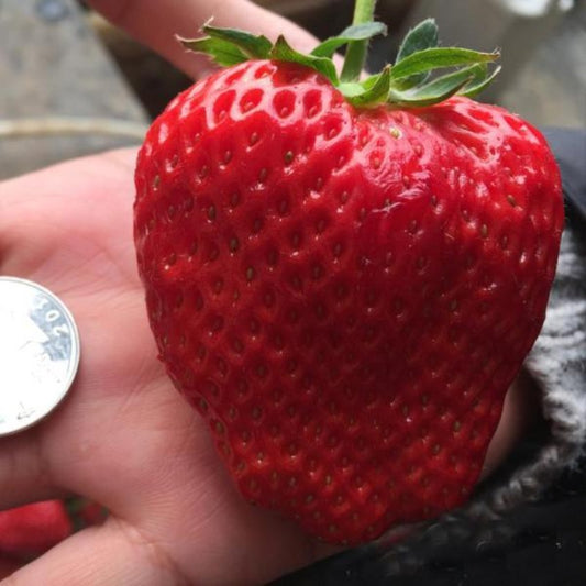 Giant Strawberry Fruit Seeds