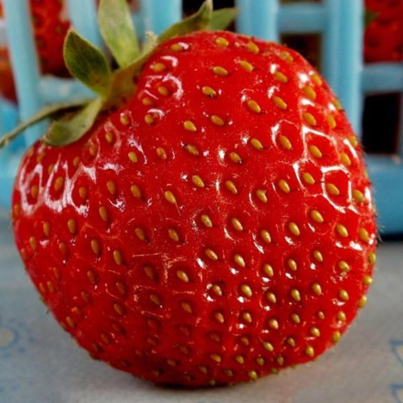 Giant Strawberry Fruit Seeds