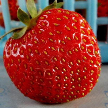 Giant Strawberry Fruit Seeds