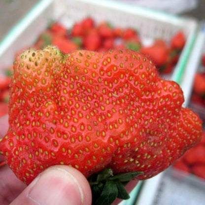 Giant Strawberry Fruit Seeds