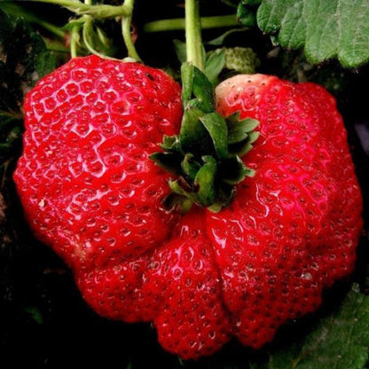 Giant Strawberry Fruit Seeds