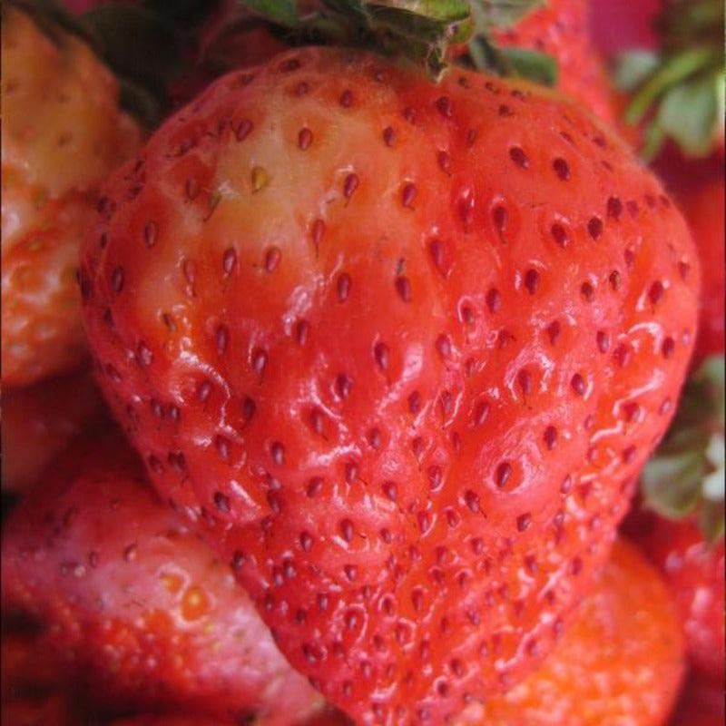 Giant Strawberry Fruit Seeds