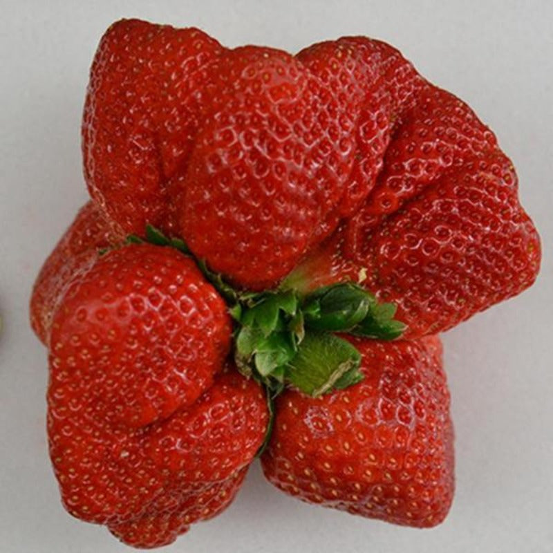 Giant Strawberry Fruit Seeds