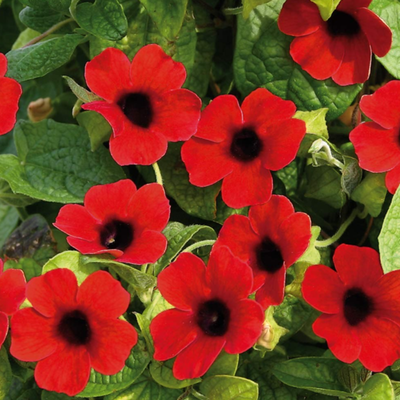 Red Thunbergia Alata Flower Seeds