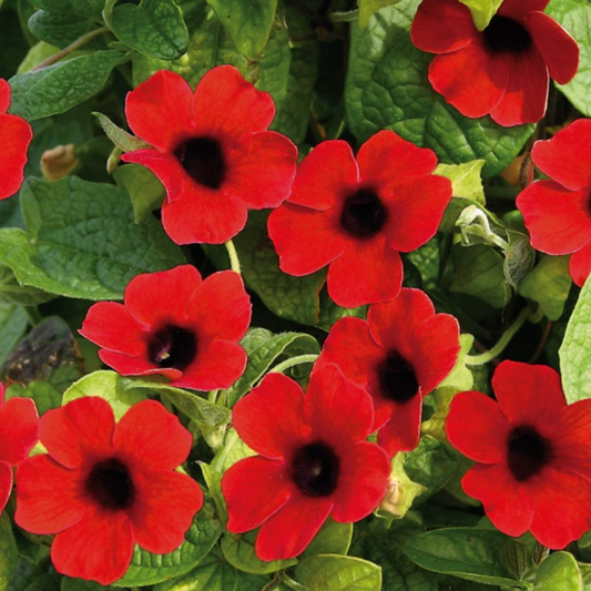 Red Thunbergia Alata Flower Seeds