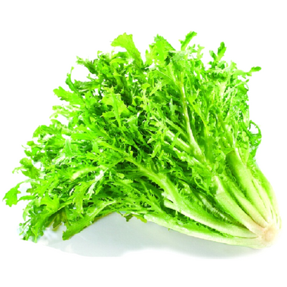 Green Endive And Escarole Vegetable Seeds