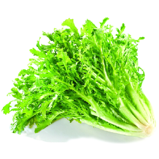 Green Endive And Escarole Vegetable Seeds