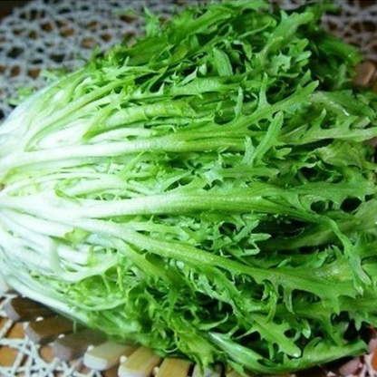 Green Endive And Escarole Vegetable Seeds