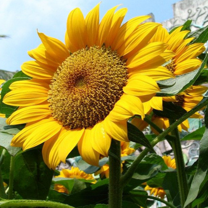 Mammoth Russian Sunflower Seeds