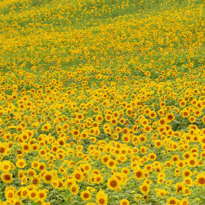 Mammoth Russian Sunflower Seeds