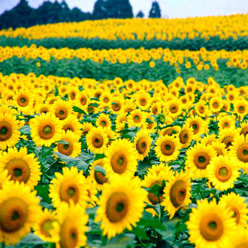 Mammoth Russian Sunflower Seeds