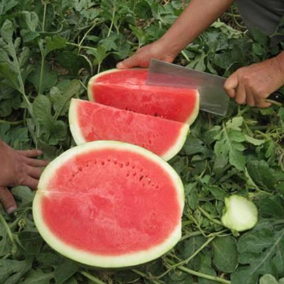 Seedless Watermelon Seeds