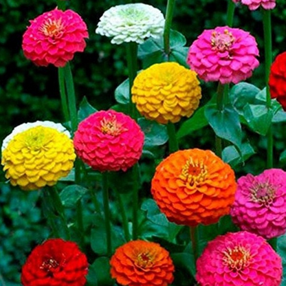 California Giant Zinnia Flower Seeds