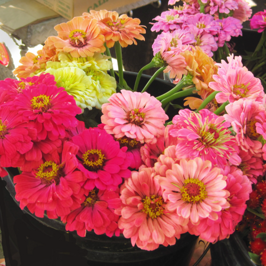 California Giant Zinnia Flower Seeds