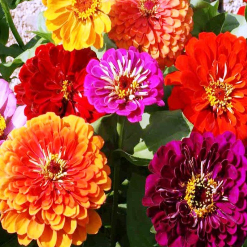 California Giant Zinnia Flower Seeds