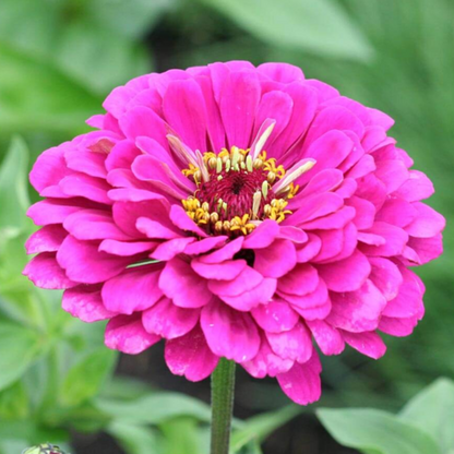 California Giant Zinnia Flower Seeds