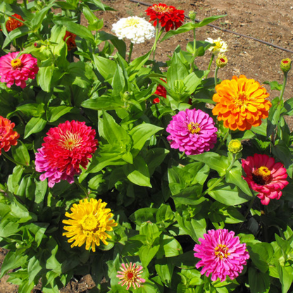 California Giant Zinnia Flower Seeds