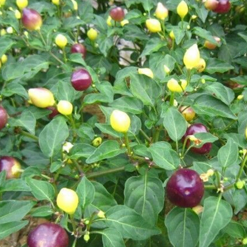 Purple And Green Hot Chilli Pepper