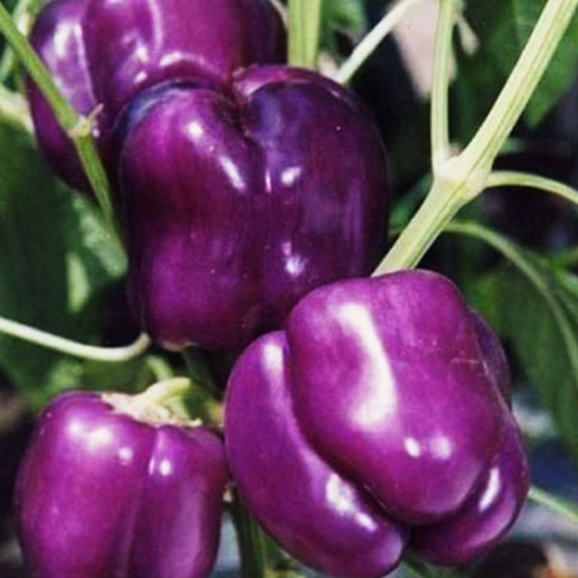 Purple Pepper Seeds