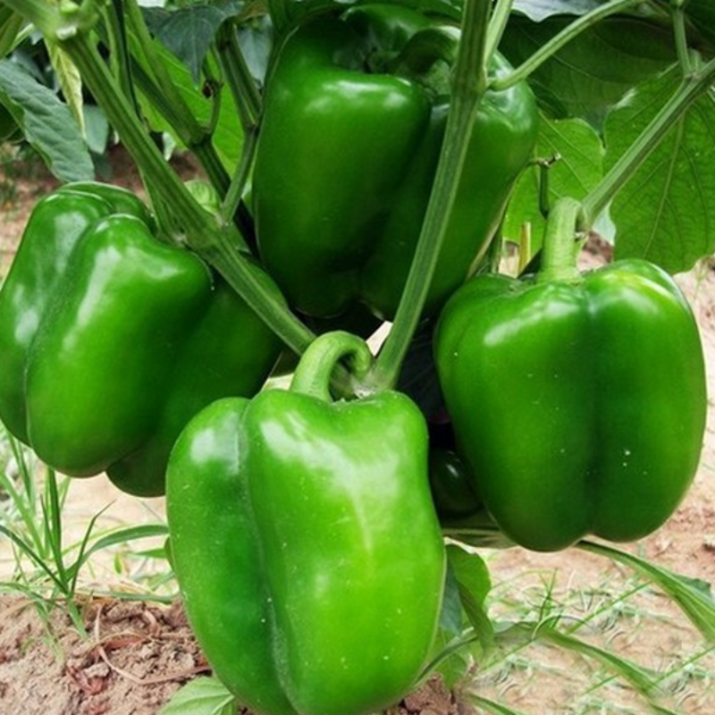 Capsicum Pepper Seeds