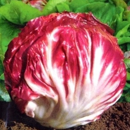 Rare Giant Cabbage Seeds