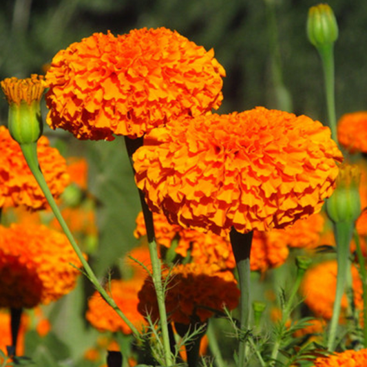 Longevity Marigold Flower Seeds