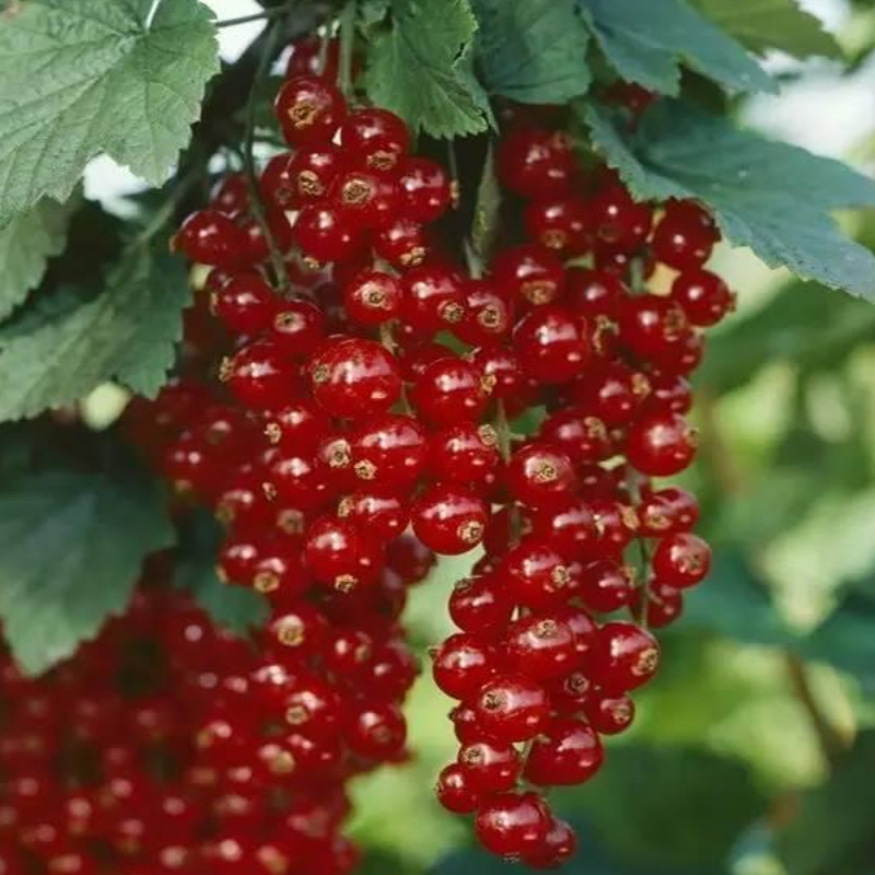 Red Pan-American Gooseberry Plant Seeds