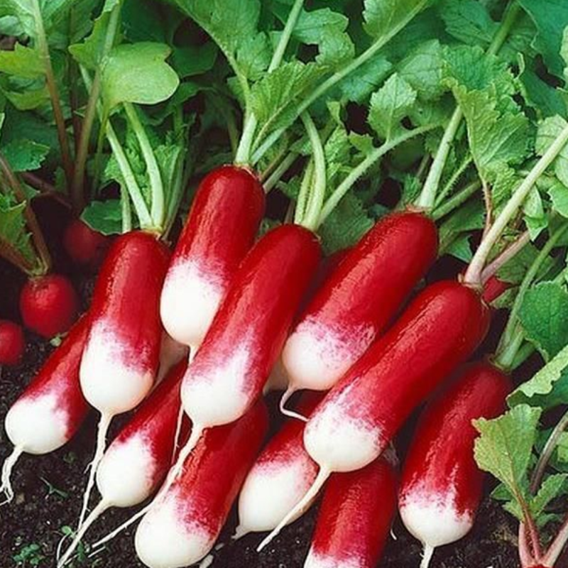 French Radish Vegetable Seeds