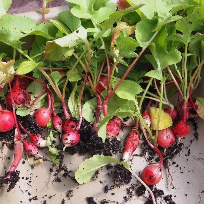 Round Cherry Radish Vegetable Seeds