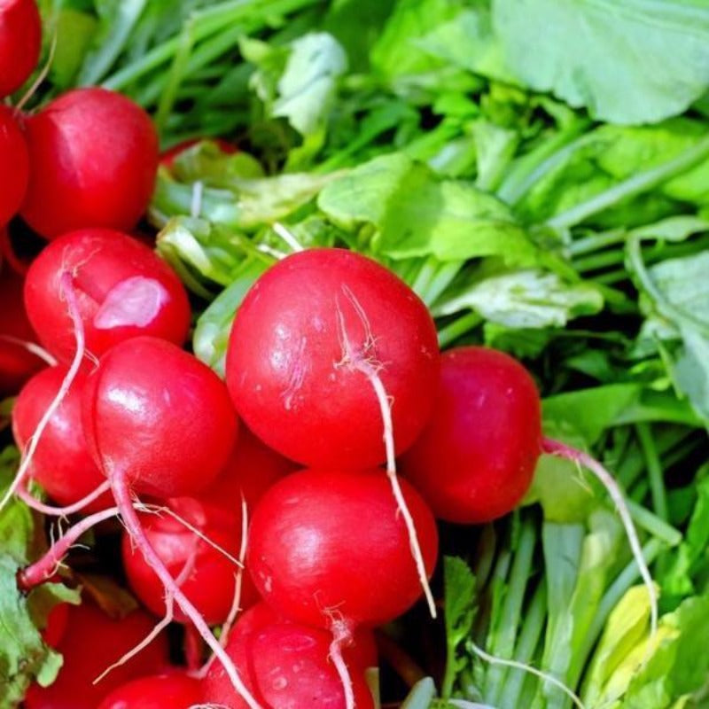 Round Cherry Radish Vegetable Seeds