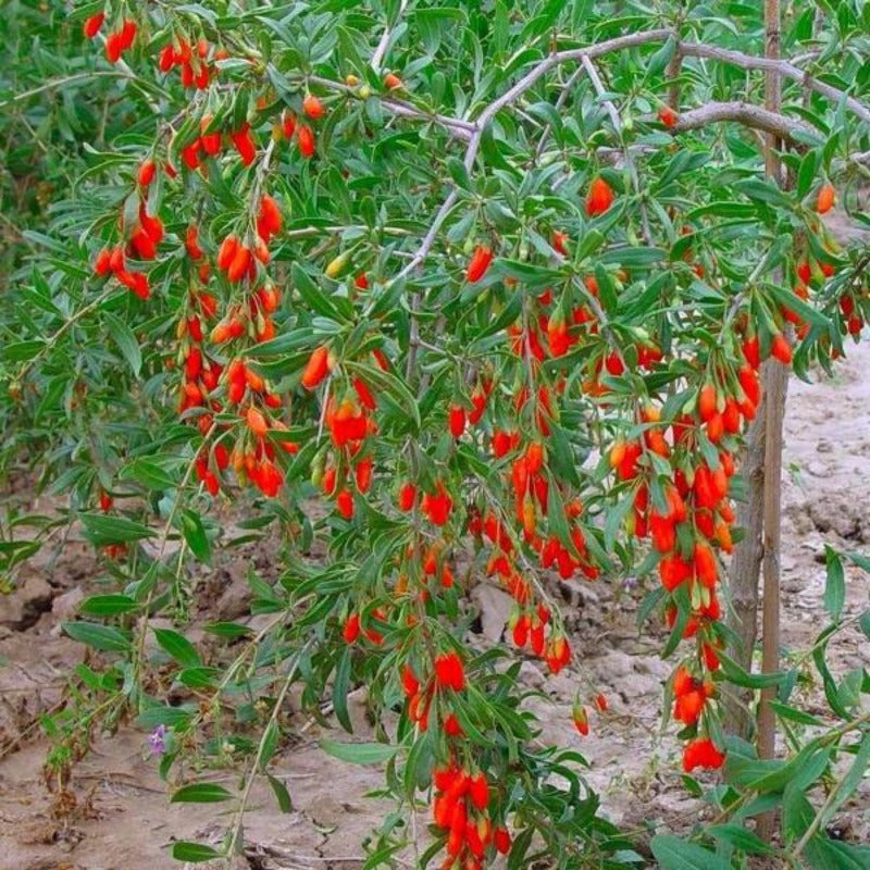 Red Wolfberry Seeds