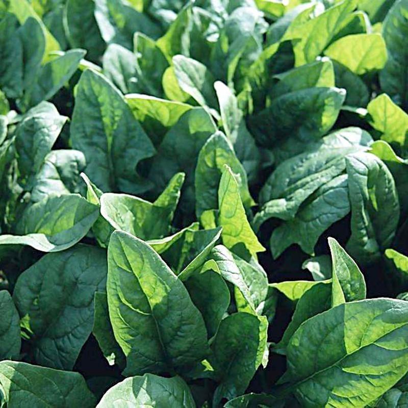 Green Spinach Leave Seeds