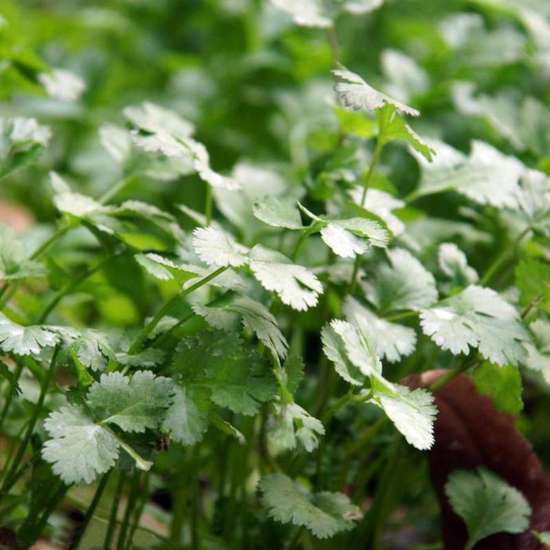 Cilantro Vegetable Seeds