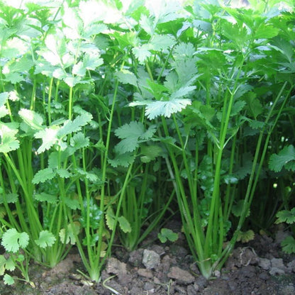 Cilantro Vegetable Seeds