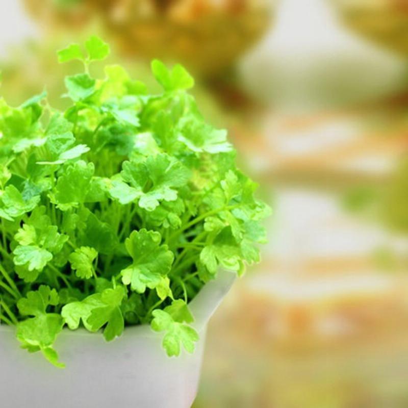 Cilantro Vegetable Seeds
