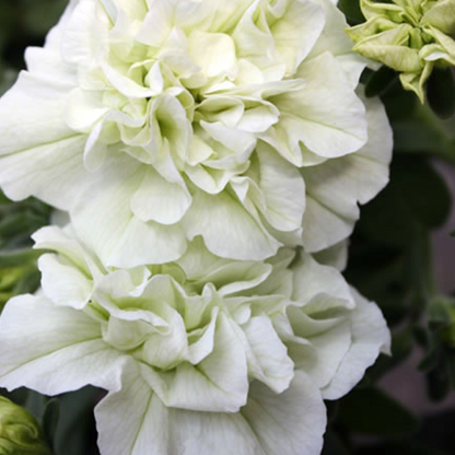 White Petunia Petals Flower Seeds