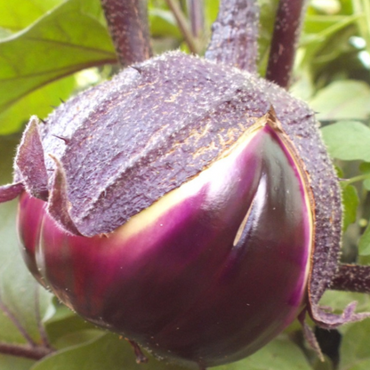 Barbarella Purple Eggplant Vegetable Seeds