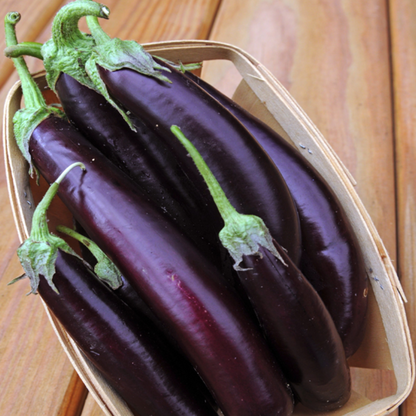 Machiaw Purple Eggplant Vegetable Seeds