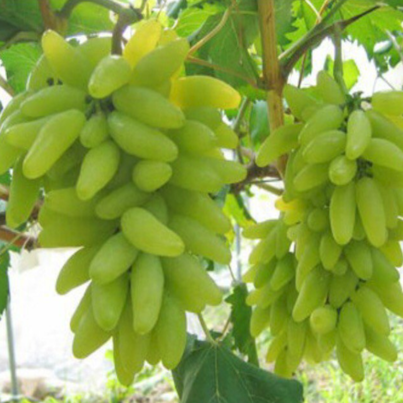 Goldfinger Long Grape Seeds