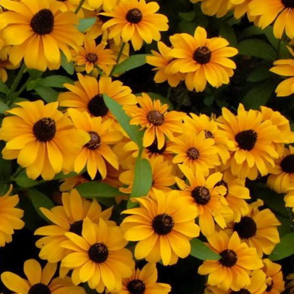 Summer Rudbeckia Laciniata Yellow Flower Seeds