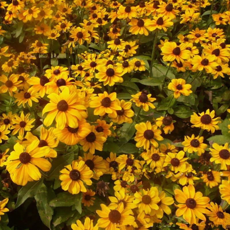 Summer Rudbeckia Laciniata Yellow Flower Seeds