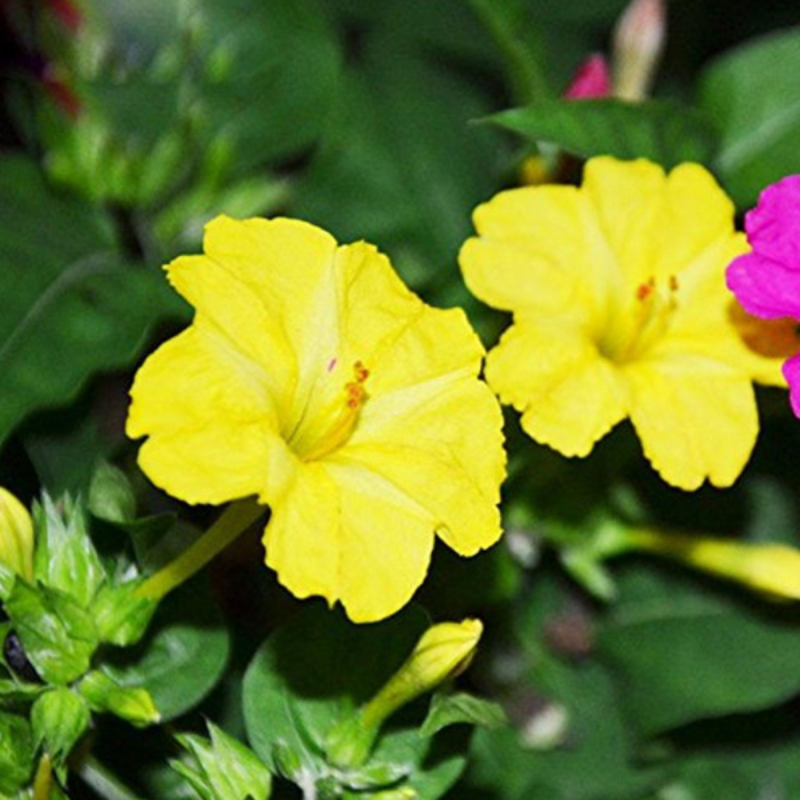 Yellow Jasmine Mirabilis Flower Seeds