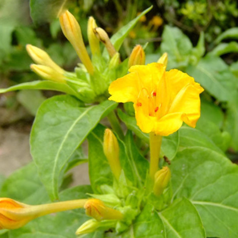 Yellow Jasmine Mirabilis Flower Seeds