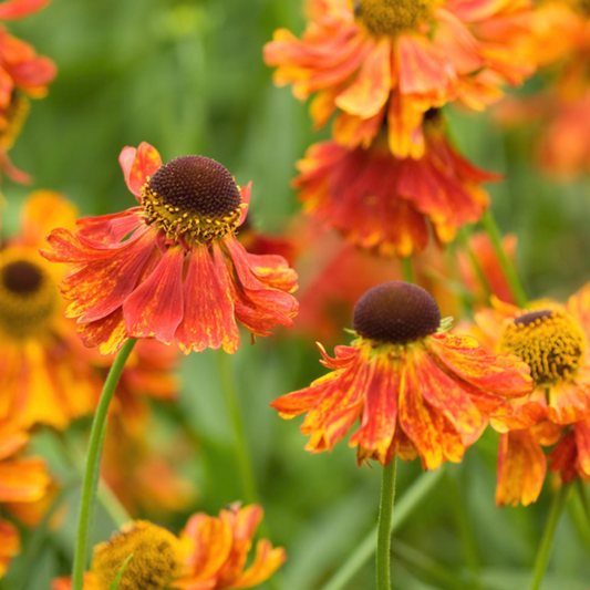 Helenium Moerheim Seeds