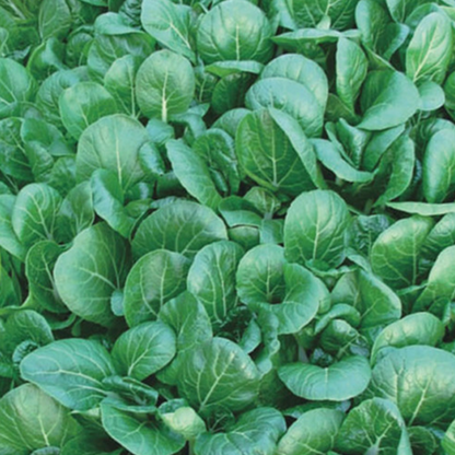 Little Turnip Seedlings Green Vegetables Seeds